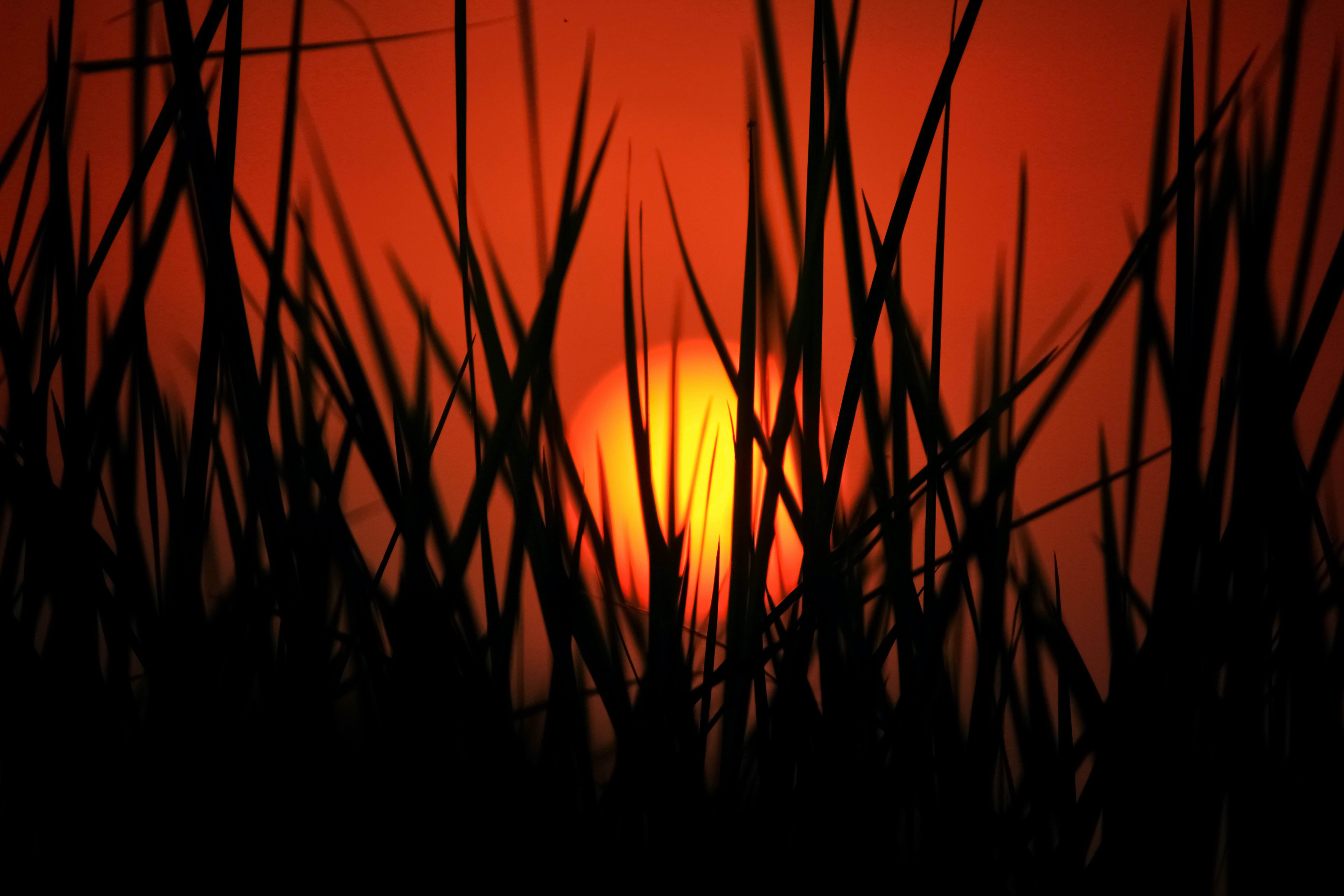 Sunset glowing through tall waterside reeds